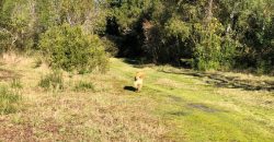 Parcela El Molco Villarrica-Pucón