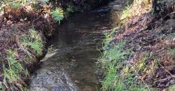 Parcela El Molco Villarrica-Pucón