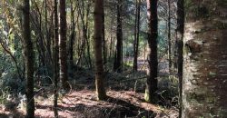 Parcela El Molco Villarrica-Pucón